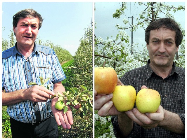 Kazimierz Rusnarczyk prezentuje jabłko, które powinno mieć do 8 cm średnicy, a ma zaledwie 5. Dla porównaniu z prawej strony zdjęcie sprzed trzech lat