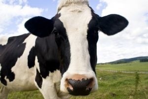 Liczba zachorowań bydła na BSE w Unii systematycznie spada. W 2009 roku było ich 67 (w 2008 było 128, a w 2005 561), z czego większość dotyczyła starych krów, urodzonych przed 2000 rokiem, które mogły zarazić się przed wielu laty. Tymczasem nadal obowiązują przepisy, które nakazują wybicie całego stada, jeśli tylko jedna krowa jest zakażona.