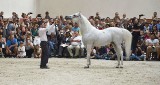 Święto Konia Arabskiego w cieniu nieudanej aukcji (ZDJĘCIA)