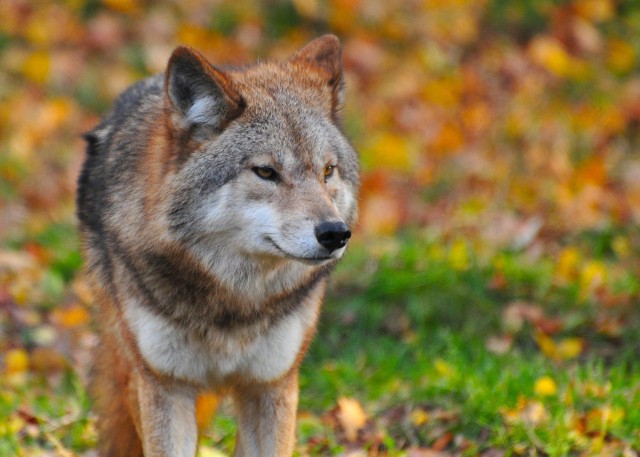 W gminie Lubiszyn wilki podchodzą coraz bliżej domów.