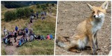 Bieszczady. Nie tylko turyści na szlaku na Przełęcz Orłowicza i na Smerek [ZDJĘCIA]