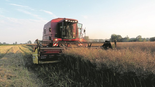 Styczniowe wymarznięcia uszkodziły pomorskie plantacje zbóż ozimych, a przede wszystkim rzepaku