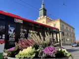 Lublin przystroił się na jesień. Nowe dekoracje kwiatowe w centrum miasta