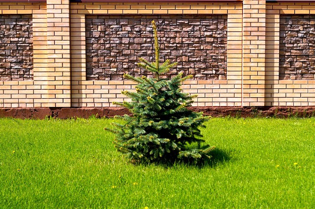 Świerki kojarzą się ze świątecznymi choinkami, ale te drzewa mają zróżnicowany wygląd oraz wielkość, w zależności od odmiany.