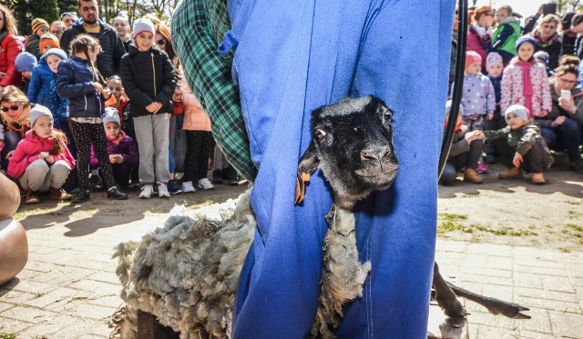 2 maja w zoo w Myślęcinku odbyło się pokazowe strzyżenie owiec. Do Bydgoszczy przyjechał doświadczony strzygacz i ściął zimowe runo bydgoskich owiec wrzosówek. Zwierzęta dzięki temu będą lepiej przygotowane na letnie upały.