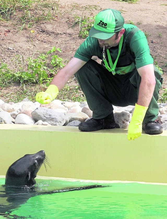 Czy wkrótce do chorzowskiego zoo wrócą foki? Jest szansa, że oprócz nich pojawią się też pingwiny, których nigdy u nas nie było