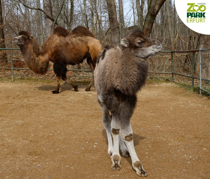 Nowy mieszkaniec Zoo "Leśne Zacisze" w Lisowie. Do grona egzotycznych zwierzaków dołączył wielbłąd dwugarbny o imieniu Haruki