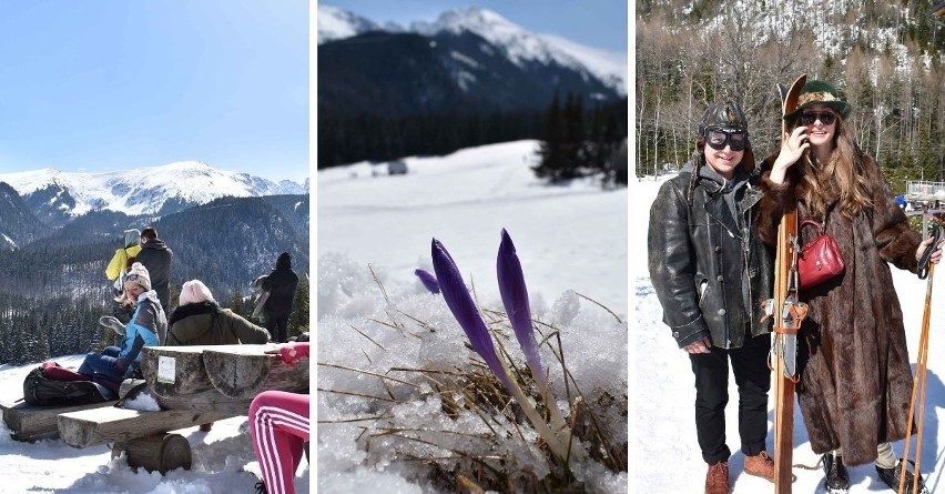 Tatry. Kalatówki w lany poniedziałek. Piękne słońce, przebijające się spod śniegu krokusy, a także spragnieni Wielkanocnego Jaja [ZDJĘCIA]