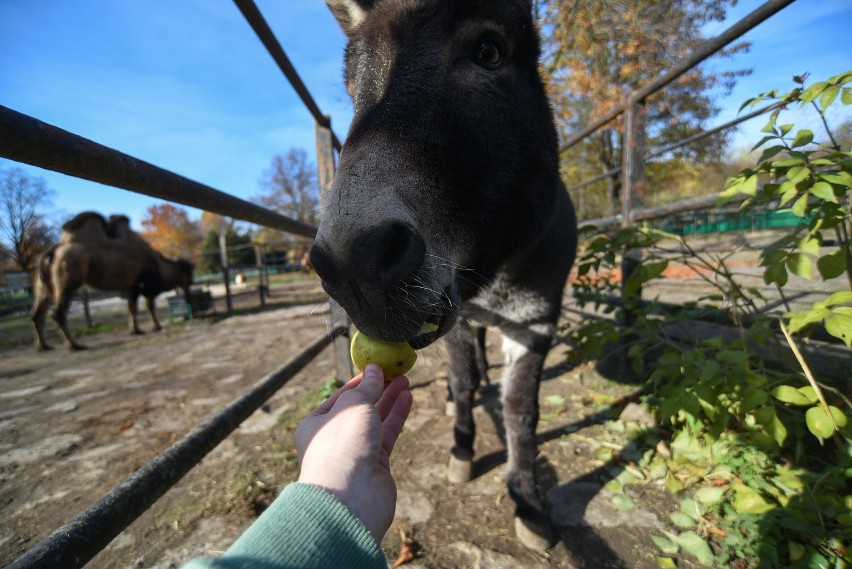 Osioł USiołek z chorzowskiego zoo obchodzi 14. urodziny