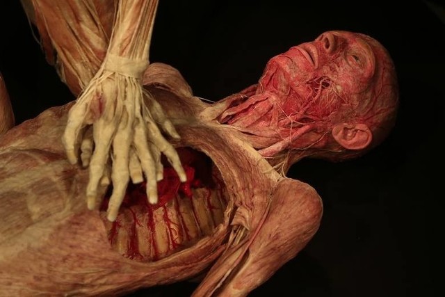 Body Worlds & The Cycle of Life będzie można oglądać we Wrocławiu do 9 stycznia