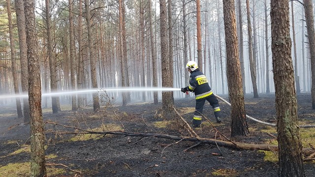 W niemal całym kraju obowiązują ostrzeżenia przed suchą ściółką w lasach. Znikome opady i coraz wyższe temperatury powodują, że zagrożenie pożarowe jest bardzo duże. Na efekty nie trzeba długo czekać. W czwartek, 4 kwietnia, strażacy dostali wezwanie do pożaru lasu na terenie leśnictwa Kościelec. Na miejsce wysłano m. in. zastęp strażaków zawodowych ze Strzelec Kraj. oraz strażaków z OSP: Trzebisz, Rąpin, Gościm oraz Niegosław. W akcji brała udział również straż miejska. Ogień gaszono również z nieba, w akcji brał udział samolot Dromader. - Pożar nie był duży, ograniczył się do ściółki, niemniej jednak cały czas trzeba zachować dużą ostrożność, wchodząc do lasu - mówi bryg. Tomasz Górniak, komendant powiatowy państwowej straży pożarnej w Strzelcach Kraj.Gaszenie tego konkretnego pożaru trwało około trzech godzin. Zdjęcia z akcji publikujemy dzięki uprzejmości druhów z OSP Niegosław. Zobacz też wideo: Pijany Romeo i Julia na rowerach w gminie Drezdenko. On miał 1,5, ona 4 promile