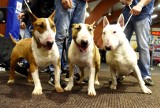 ZIELONA GÓRA. Psie piękności na pierwszym dniu wystawy psów rasowych w Drzonkowie. Dzisiaj królują tu bulteriery czy amstaffy [ZDJĘCIA] 