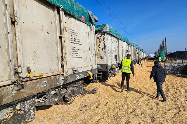Zbieranie rozsypanej na tory z wagonów kukurydzy w miejscowości Kotomierz. Policja prowadzi śledztwo