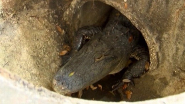 Strażnicy skontaktowali się z ogrodem zoologicznym, aby upewnić się, że żaden z podopiecznych nie wymknął się niepostrzeżenie z klatki. Aligatorów wprawdzie w opolskim zoo nie ma, ale istniało podejrzenie, że może to być inne zwierzę. Ten trop jednak nie potwierdził się.