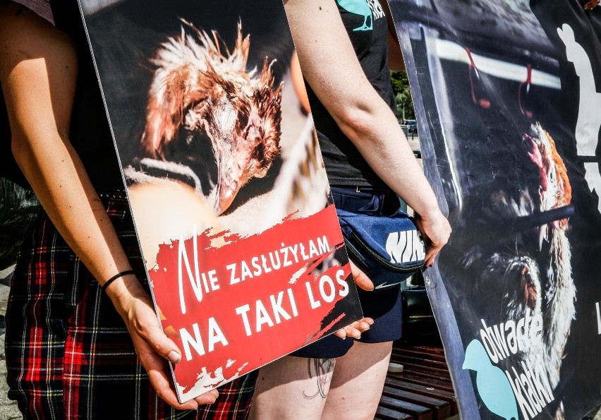 Protest w obronie kur przed Madisonem w Gdańsku8.08.2020