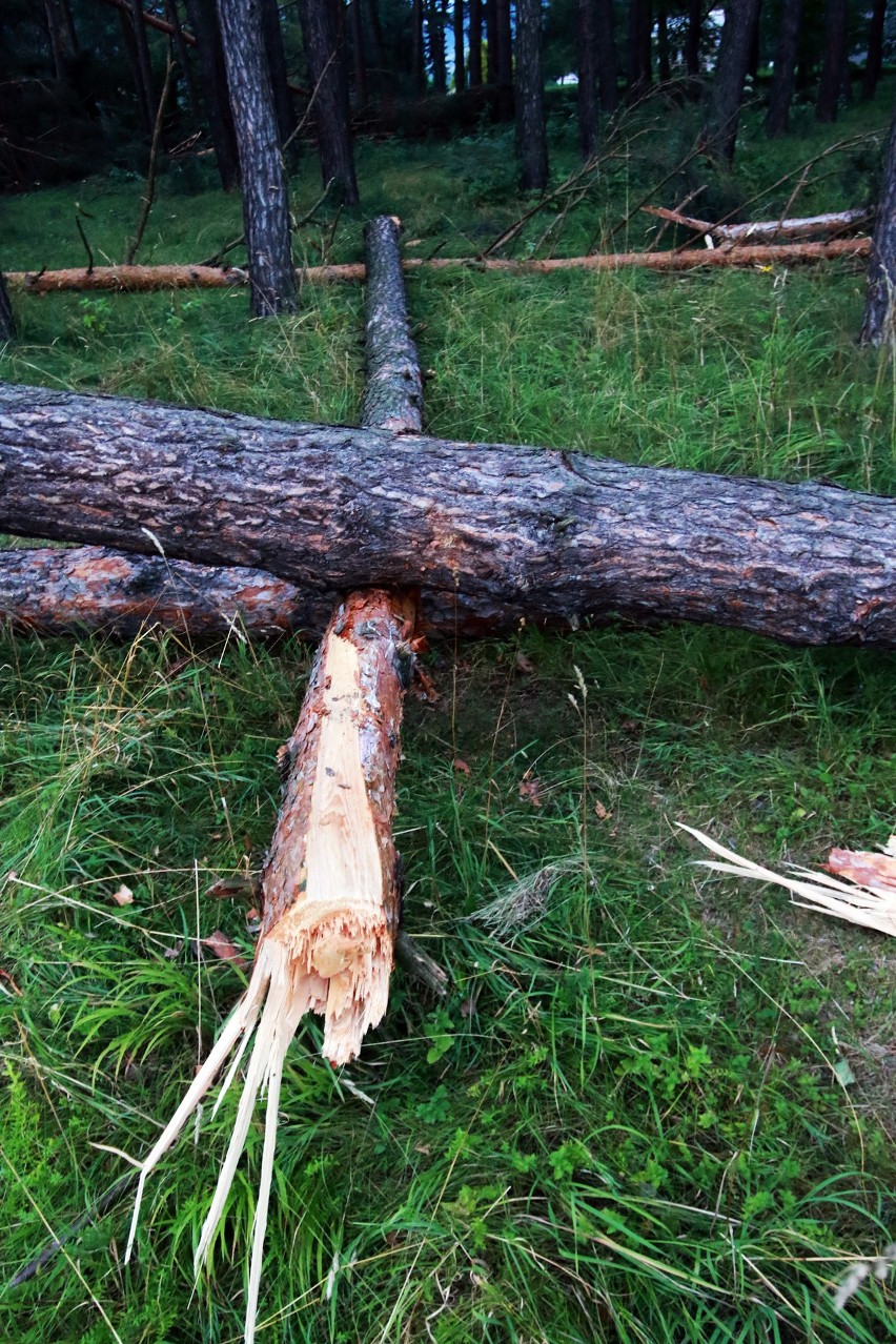 Piwniczna. 40 sekund horroru. Dobę po katakliźmie zniszczony las przeraża [ZDJĘCIA]