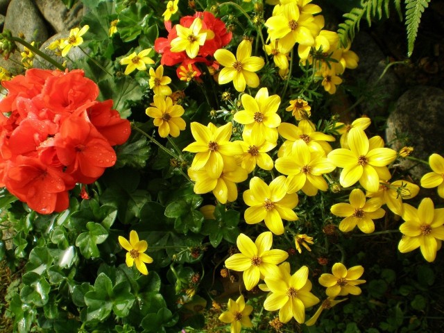 Wiele roślin, które zwykle sadzimy na balkonach, doskonale sprawdzi się jako kwiaty rabatowe.