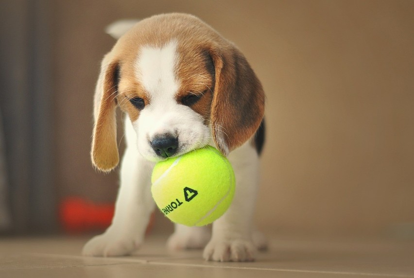 Beagle to aktywne i towarzyskie psiaki idealnie współgrają...