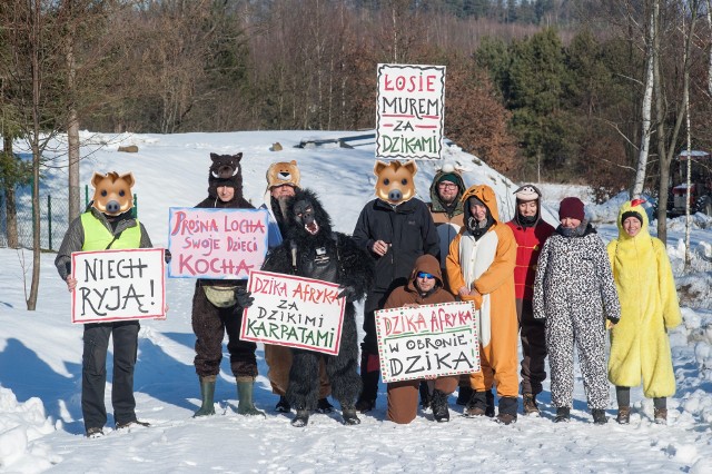 Aktywiści ze Zwierzęcego Ruchu Oporu w nietypowy sposób upomnieli się o prawa dzików i innych stworzeń do życia.- Zarówno polscy aktywiści (m.in. łoś, dzik, kurczak) jak i wspomagający ich zagraniczni goście (m.in. goryl, kangur i irbis) postanowili wspólnie powstrzymać polujących myśliwych — informuje Zwierzęcy Ruch Oporu.Pierwsza akcja odbyła się w Porażu w gminie Zagórz w powiecie sanockim. Myśliwi nie mogli strzelać z uwagi na obecność osób postronnych. Podobnie ich koledzy z sąsiedniego obwodu łowieckiego gdzie polowanie zatrzymali aktywiści ludzcy. W ten sposób nie doszło do polowania wielkoobszarowego.- Myśliwi zachowywali się kulturalnie i poprzestali tego dnia na rozpaleniu ogniska — twierdzą aktywiści ZRO.Drugą akcję ZRO przeprowadziło w okolicach wsi Cisowa w gminie Krasiczyn w powiecie przemyskim. Tym razem myśliwi wezwali policję. Pomimo tego, jak informuje ZRO, polowanie nie było dla myśliwych specjalnie udane.- W jednym z samochodów należących do obrońców przyrody przecięto trzy opony. Zwierzęcy Ruch Oporu nie zraża się tymi nieprzyjemnościami i planuje kolejne działania w obronie zwierząt, unikatowej przyrody Puszczy Karpackiej i prawa obywateli do bezpiecznego przebywania w lesie — deklarują aktywiści ZRO.ZOBACZ TEŻ: W Przemyślu chronili dziki przed myśliwymiBIESZCZADZKIE KLIMATYKiedy niedźwiadki w Bieszczadach zapadną w zimowy sen?Mój biznes w Bieszczadach. Sery z Bieszczadzkiej KozyMagiczna zima w okolicy Baligrodu