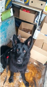 Bałucki Rynek: Pies wywąchał kontrabandę wartą ponad 72 tys. złotych