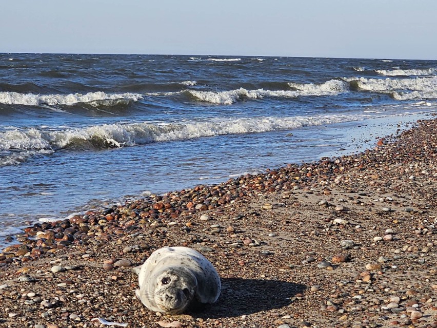 Na plaży w Łukęcinie odpoczywała foka. Czy zostanie na stałe na naszym wybrzeżu?