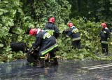 Powiat dąbrowski. Wichura lamała drzewa i zrywała dachy