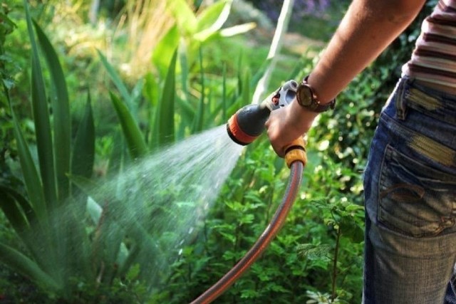 Coraz więcej gmin wprowadza zakaz podlewania ogródków. Istnieje ryzyko, że wody zabraknie dla mieszkańców.