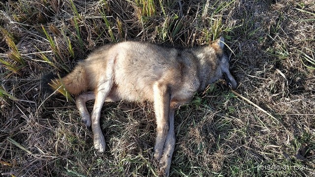 Wyniki badań pozwolą określić skąd pochodził znaleziony basior i co było dokładną przyczyną jego śmierci