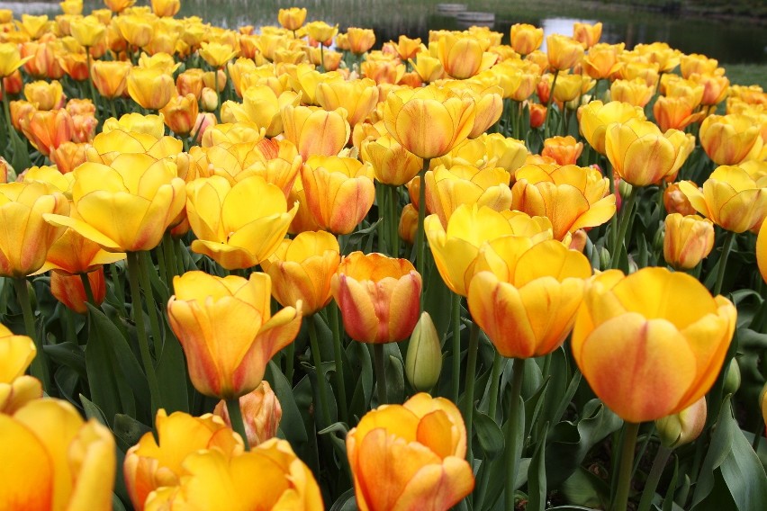 Ogród botaniczny w Łodzi: kwitnie 65 tys. tulipanów [ZDJĘCIA]