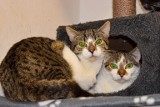 Międzynarodowy Dzień Kota - z okazji święta podaruj dom bezdomnemu kociakowi. W schronisku w Radomiu czekają urocze koty
