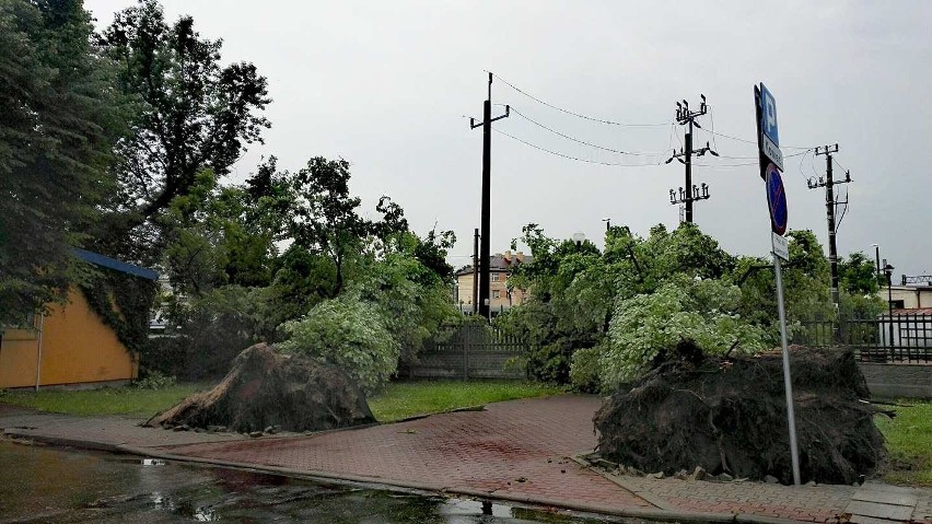 Burza w Białymstoku (29.06.2017) wyrywała drzewa z...