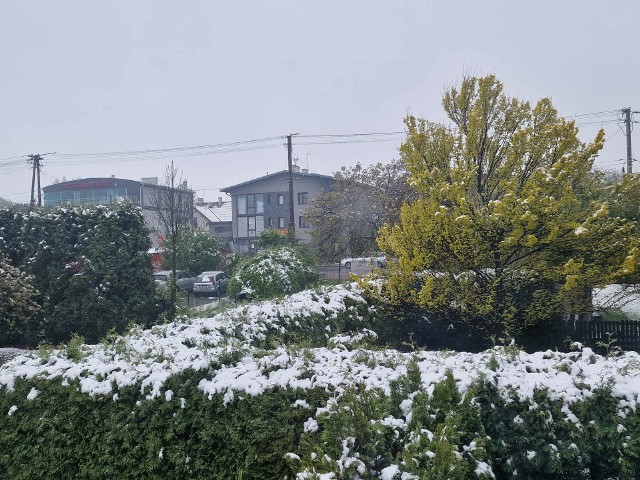 Śnieżny kwietniowy poranek w Bielsku-Białej.