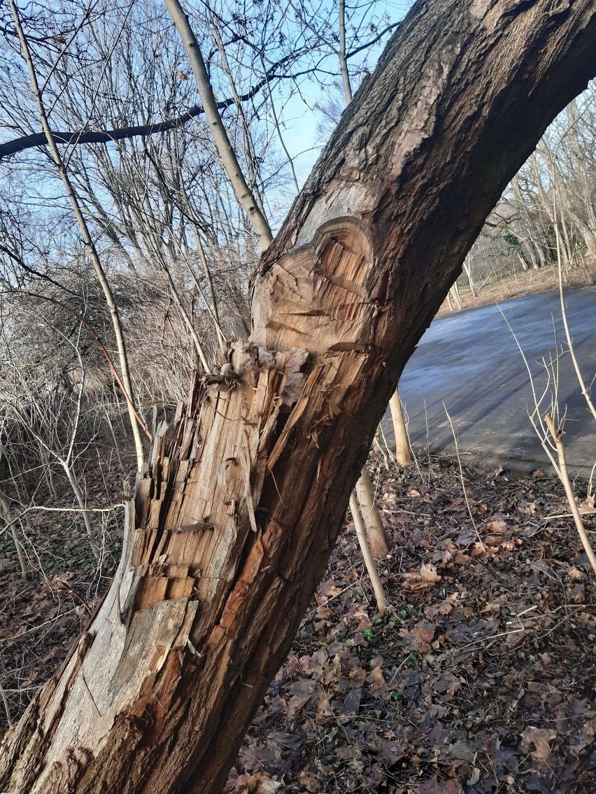 Kraków. Odzyskali park Jalu Kurka, ale już konieczna jest wycinka