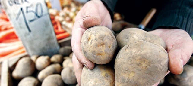 W ubiegłym roku za kilogram ziemniaków płaciliśmy 1 zł, w tym już 1,50 zł.