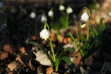 Rezerwat "Śnieżycowy Jar": Zrobiło się biało od kwiatków