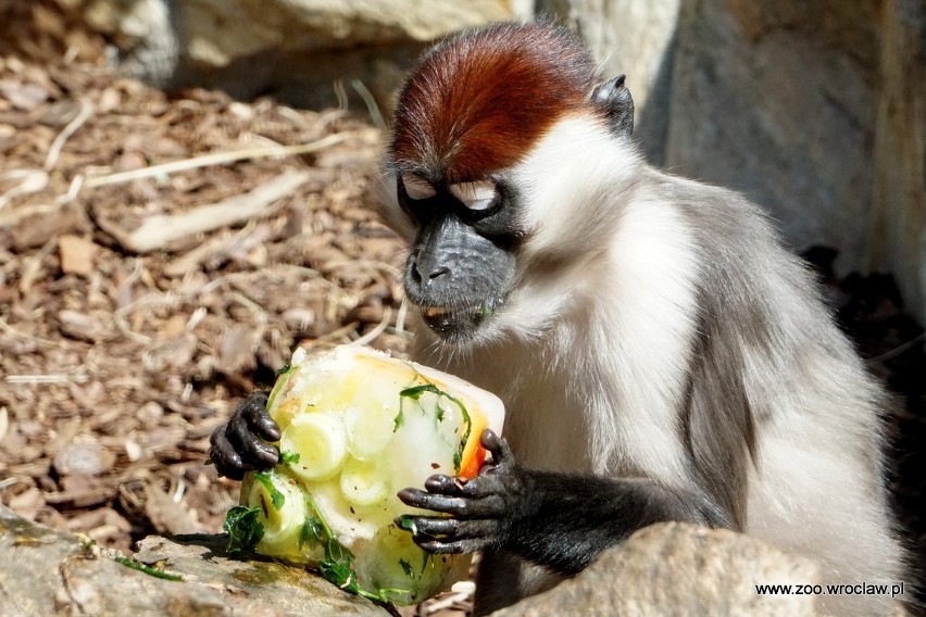 "Szalony dzień" czyli święto małp we wrocławskim zoo [ZDJĘCIA]