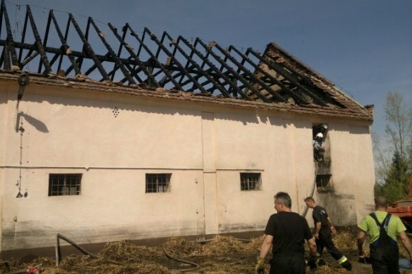 Z ogniem szalejącym na dachu chlewni w Wierzbnie strażacy walczyli niemal dwa dni. Na szczęście świnie nie ucierpiały, ale straty i tak są. Tu gospodarze szacują je na przeszło 100 tysięcy złotych.