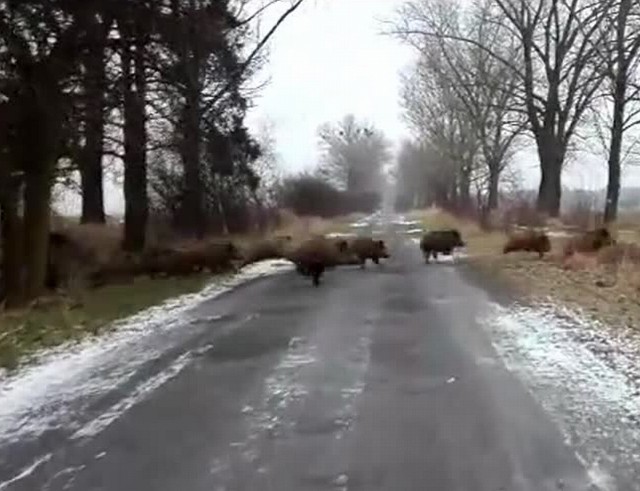 Ponad 20 dzików przebiegło przez drogę w okolicy Szczańca. Wszystko sfilmowała nasza Czytelniczka.