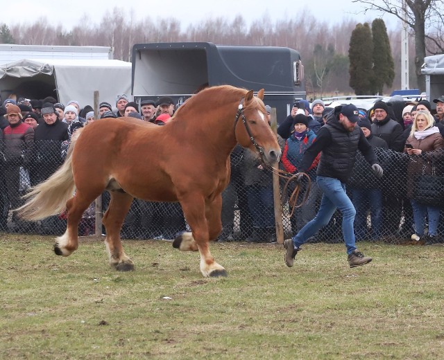Na wystawie można było podziwiać wiele ras koni hodowanych w różnych stajniach w Polsce.