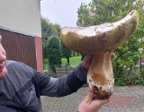 Mieszkaniec Kramarzówki znalazł borowika giganta. Grzyb ważył aż 2 kg [ZDJĘCIA]