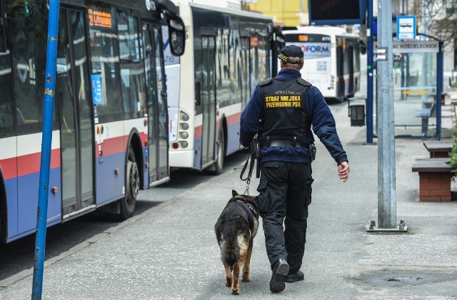 3880 zł brutto - tyle zarabia obecnie świeżo upieczony strażnik miejski w Bydgoszczy