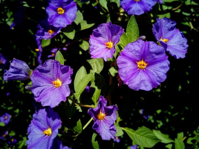 Psianka Rantonneta jest nazywana "szafirową burzą" od koloru i obfitości kwiatów.