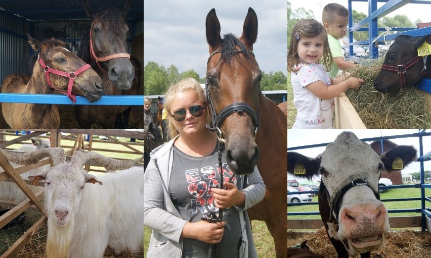 Wystawa zwierząt hodowlanych w Ludźmierzu. Tą imprezę pokocha każdy dzieciak!