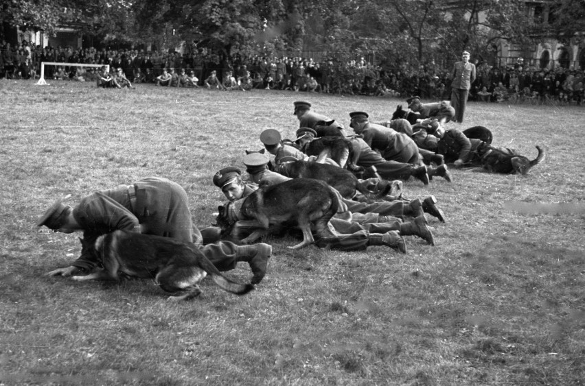 Żołnierze KBW podczas pokazu działań z psami, 1948 r.