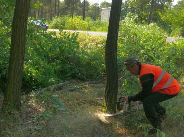 Pracownicy wycinają drzewa i krzewy pod bazę dla drogowców.