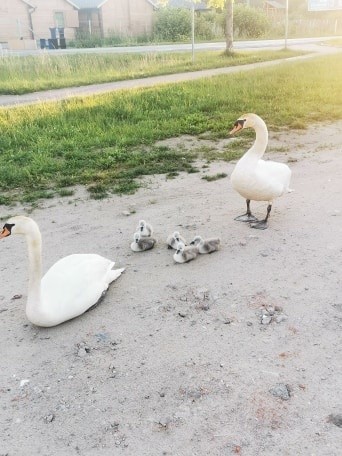 Mielno: Uwaga, rodzina łabędzi na drodze! [zdjęcia]