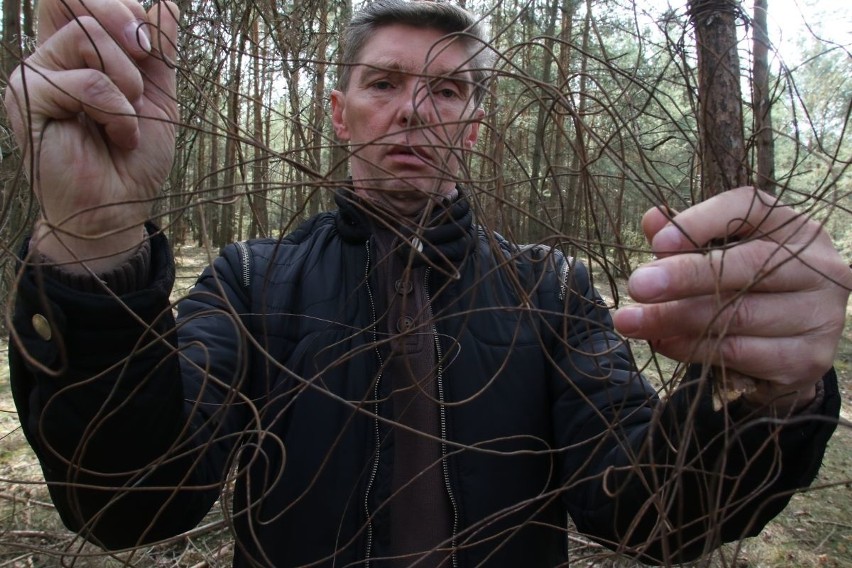 Wiesław Janus, sołtys Skorzeszyc  pokazuje linkę w którą...