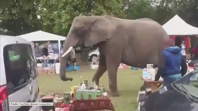 Słoń odwiedził pchli targ