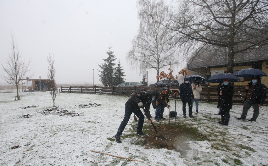 Dąb pamięci upamiętniający powstanie obozu pracy na Lisiej...