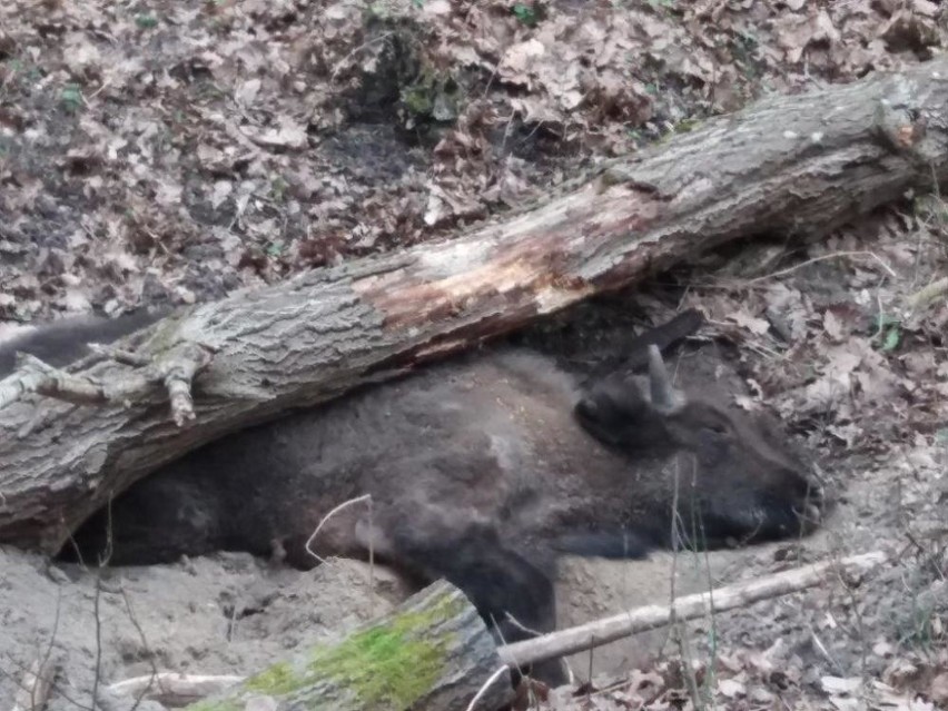 Martwe drzewo zabiło młodego żubra w Puszczy Białowieskiej (zdjęcia)